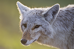 Coyote wildlife mammal photos by www.wildlifephotos.biz