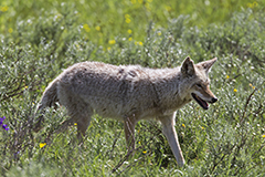 Coyote wildlife mammal photos by www.wildlifephotos.biz