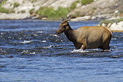 Elk wildlife mammal photos by www.wildlifephotos.biz