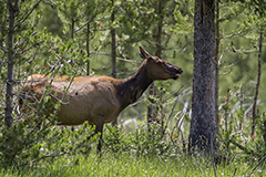 Elk wildlife mammal photos by www.wildlifephotos.biz