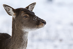 Fallow deer wildlife mammal photos by www.wildlifephotos.biz