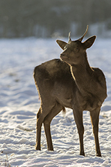 Fallow deer wildlife mammal photos by www.wildlifephotos.biz