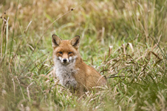 Fox wildlife mammal photos by www.wildlifephotos.biz