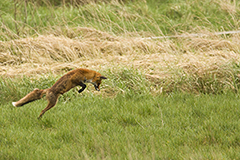 Fox wildlife mammal photos by www.wildlifephotos.biz