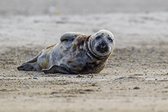 Grey seal wildlife mammal photos by www.wildlifephotos.biz
