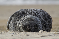 Grey seal wildlife mammal photos by www.wildlifephotos.biz