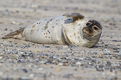 Harbor seal wildlife mammal photos by www.wildlifephotos.biz