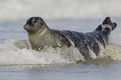Harbor seal wildlife mammal photos by www.wildlifephotos.biz