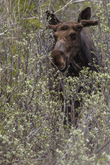 Moose wildlife mammal photos by www.wildlifephotos.biz