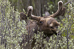 Moose wildlife mammal photos by www.wildlifephotos.biz