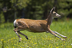 Mule deer wildlife mammal photos by www.wildlifephotos.biz