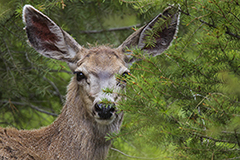 Mule deer wildlife mammal photos by www.wildlifephotos.biz