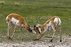 Pronghorn antelope wildlife mammal photos by www.wildlifephotos.biz
