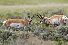 Pronghorn antelope wildlife mammal photos by www.wildlifephotos.biz