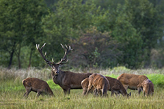 Red deer wildlife mammal photos by www.wildlifephotos.biz