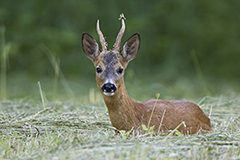 Roe deer wildlife mammal photos by www.wildlifephotos.biz