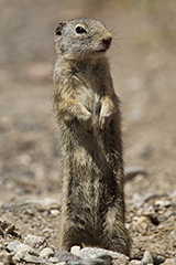 Uinta ground squirrel wildlife mammal photos by www.wildlifephotos.biz