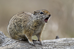 Uinta ground squirrel wildlife mammal photos by www.wildlifephotos.biz