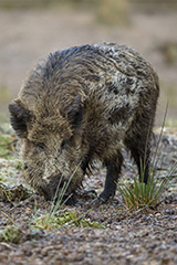 Wild boar wildlife mammal photos by www.wildlifephotos.biz