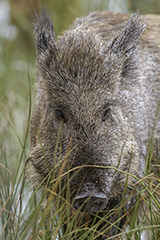 Wild boar wildlife mammal photos by www.wildlifephotos.biz