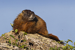 Yellow bellied marmot wildlife mammal photos by www.wildlifephotos.biz