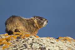 Yellow bellied marmot wildlife mammal photos by www.wildlifephotos.biz