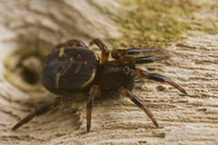 Asagena phalerata wildlife spider photos by www.wildlifephotos.biz