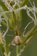 Phylloneta impressa wildlife spider photos by www.wildlifephotos.biz
