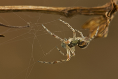 Seycellocesa vittatus wildlife spider photos by www.wildlifephotos.biz