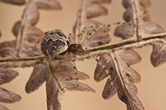 Theridion mystaceum wildlife spider photos by www.wildlifephotos.biz