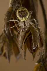 Theridion varians wildlife spider photos by www.wildlifephotos.biz