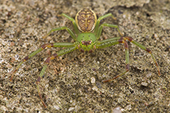 Diaea dorsata wildlife spider photos by www.wildlifephotos.biz