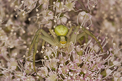 Misumena vatia wildlife spider photos by www.wildlifephotos.biz