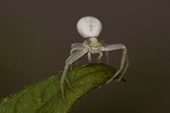 Misumena vatia wildlife spider photos by www.wildlifephotos.biz
