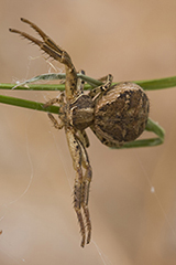 Xysticus cristatus wildlife spider photos by www.wildlifephotos.biz