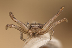 Xysticus cristatus wildlife spider photos by www.wildlifephotos.biz