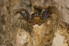 Xysticus lanio wildlife spider photos by www.wildlifephotos.biz