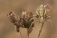 Xysticus ulmi wildlife spider photos by www.wildlifephotos.biz