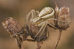 Xysticus ulmi wildlife spider photos by www.wildlifephotos.biz