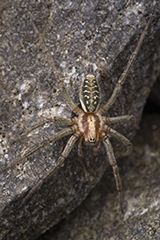 Agelena labyrinthica wildlife spider photos by www.wildlifephotos.biz