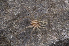 Agelena labyrinthica wildlife spider photos by www.wildlifephotos.biz