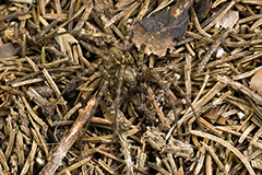 Malthonica ferruginea wildlife spider photos by www.wildlifephotos.biz