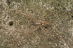 Malthonica ferruginea wildlife spider photos by www.wildlifephotos.biz