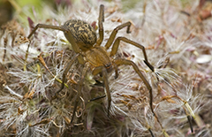 Tegenaria agrestis wildlife spider photos by www.wildlifephotos.biz