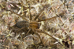 Tegenaria atrica wildlife spider photos by www.wildlifephotos.biz