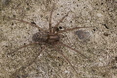 Tegenaria domestica wildlife spider photos by www.wildlifephotos.biz
