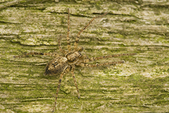 Anyphaena accentuata wildlife spider photos by www.wildlifephotos.biz