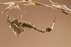 Uloborus plumipes wildlife spider photos by www.wildlifephotos.biz