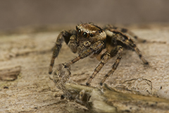 Evarcha falcata wildlife spider photos by www.wildlifephotos.biz