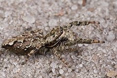 Marpissa muscosa wildlife spider photos by www.wildlifephotos.biz